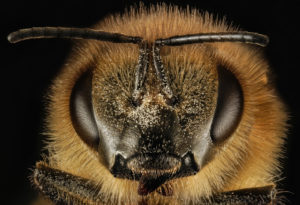 Honig Biene